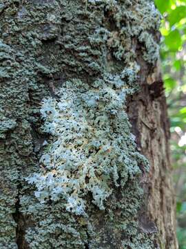 Image of hypotrachyna lichen