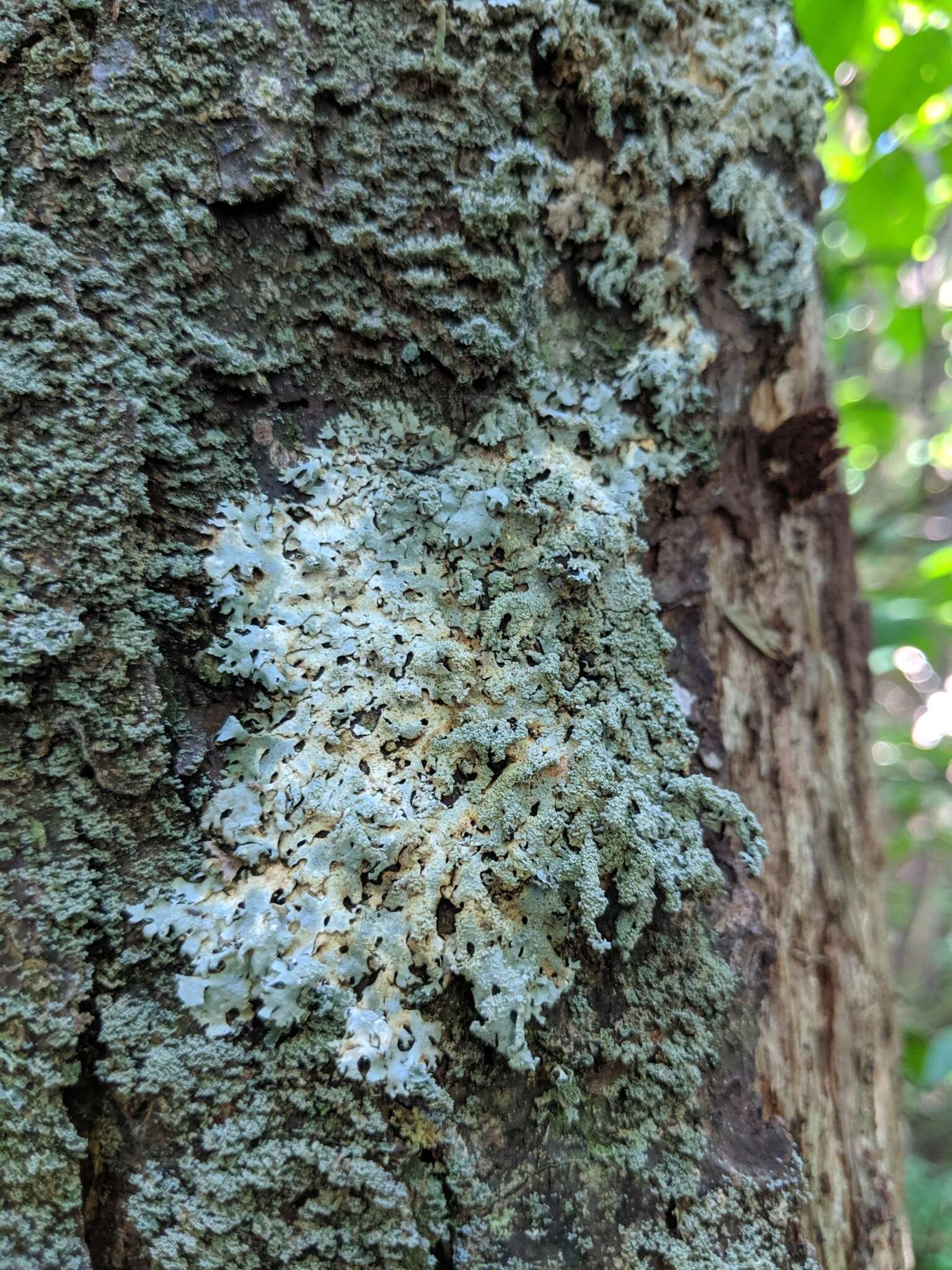 Image of hypotrachyna lichen