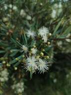 Myrceugenia lanceolata (Juss. ex Jaume St.-Hil.) Kausel resmi