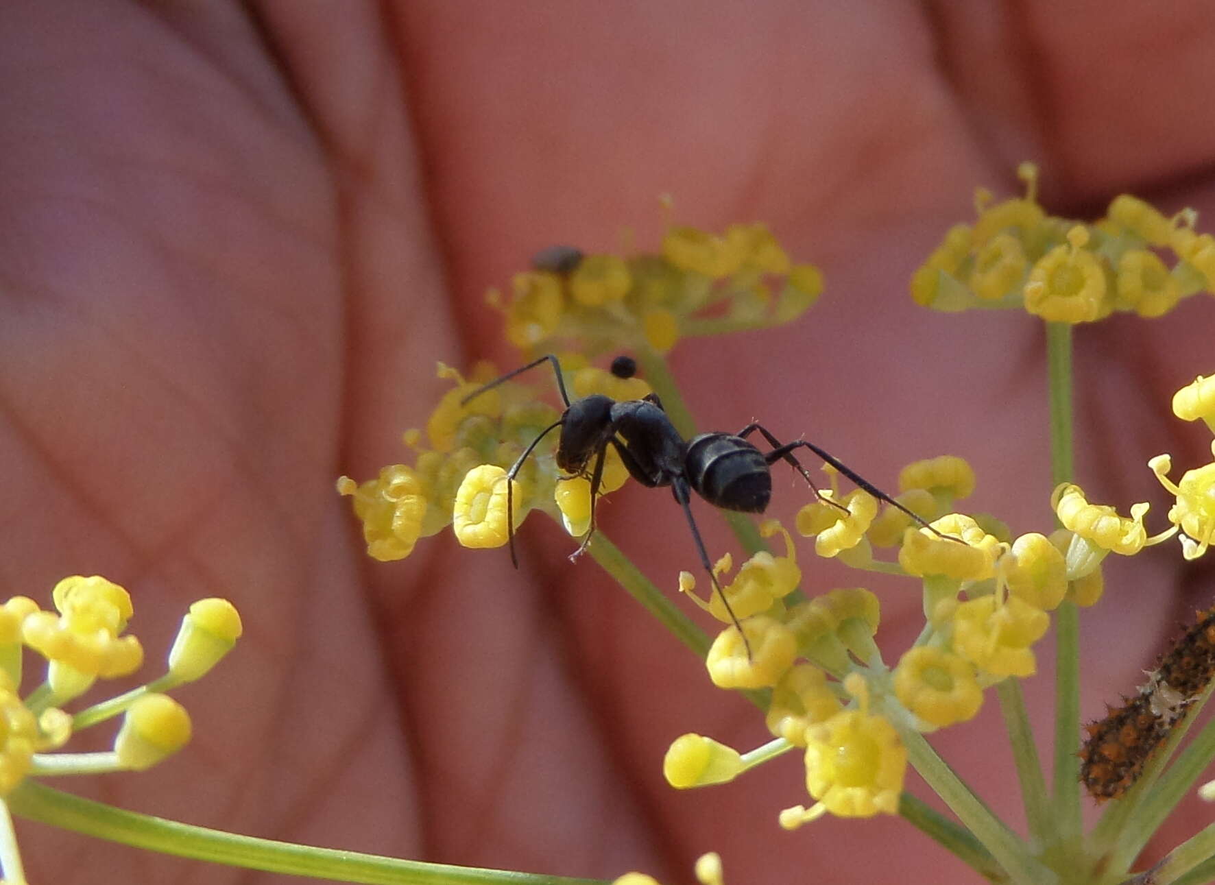 Image of Camponotus micans (Nylander 1856)