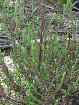 Imagem de Stemodia maritima L.