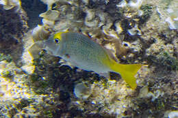 Image of Pacific yellowtail emperor