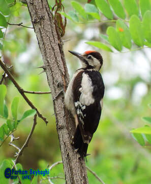 Image of Syrian Woodpecker