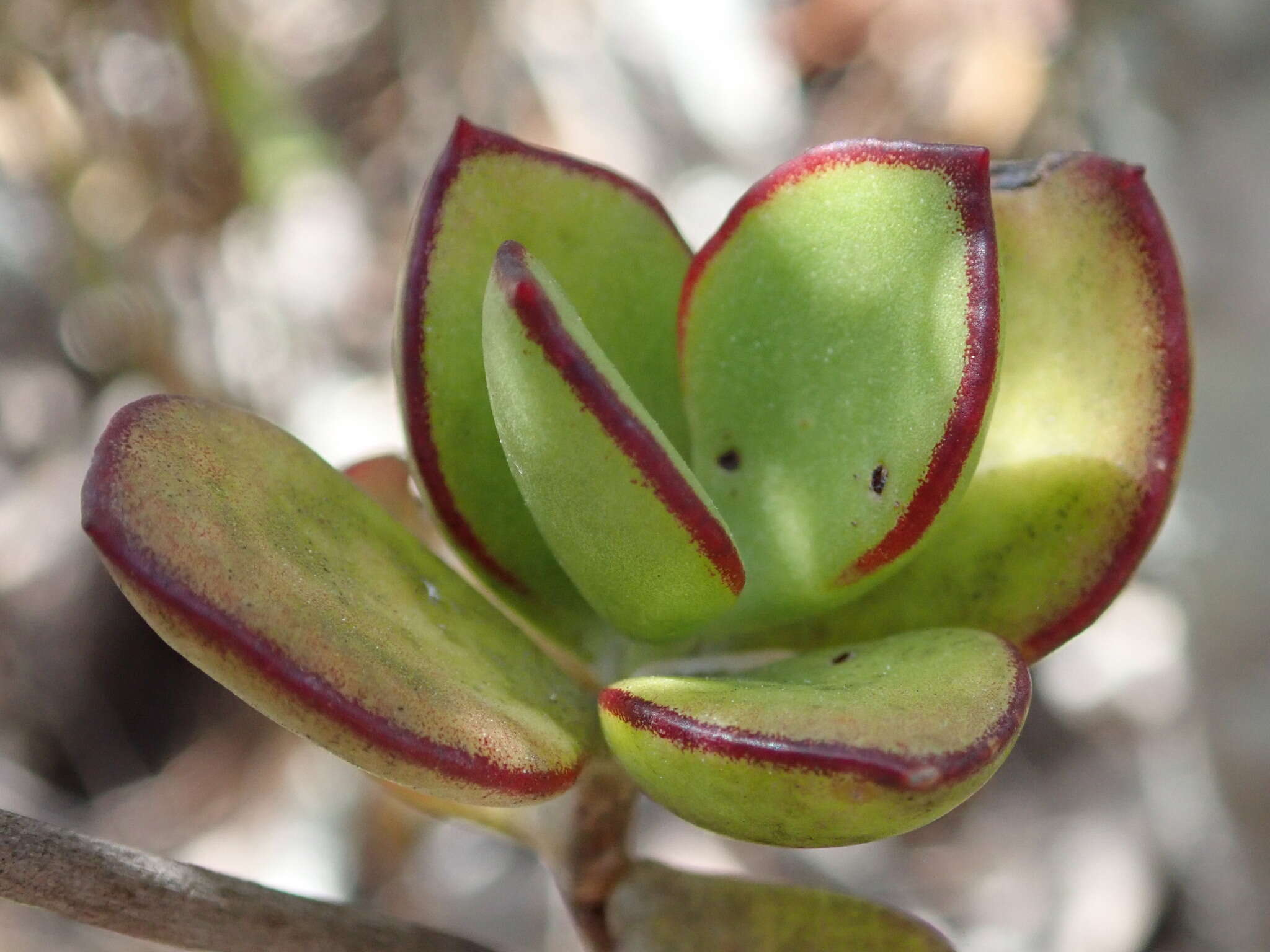 Imagem de Cotyledon adscendens R. A. Dyer