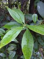 Image de Illicium hottense A. Guerrero