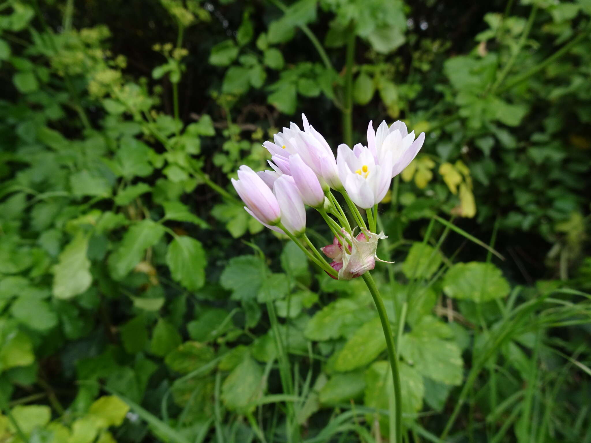 Image of Allium roseum L.