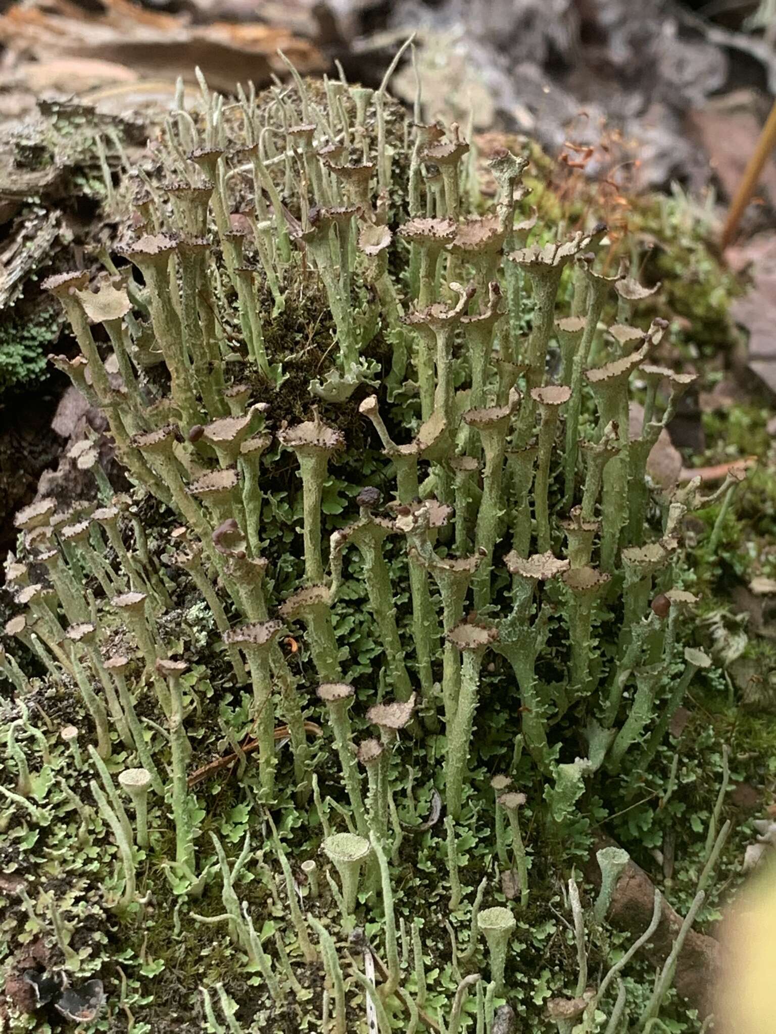 Image of cup lichen