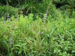 Image of Salvia japonica Thunb.