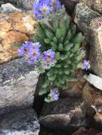 Слика од Polemonium chartaceum Mason