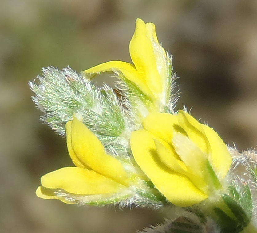 Image of Aspalathus flexuosa Thunb.