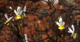 Image of Nemesia anisocarpa E. Mey. ex Benth.