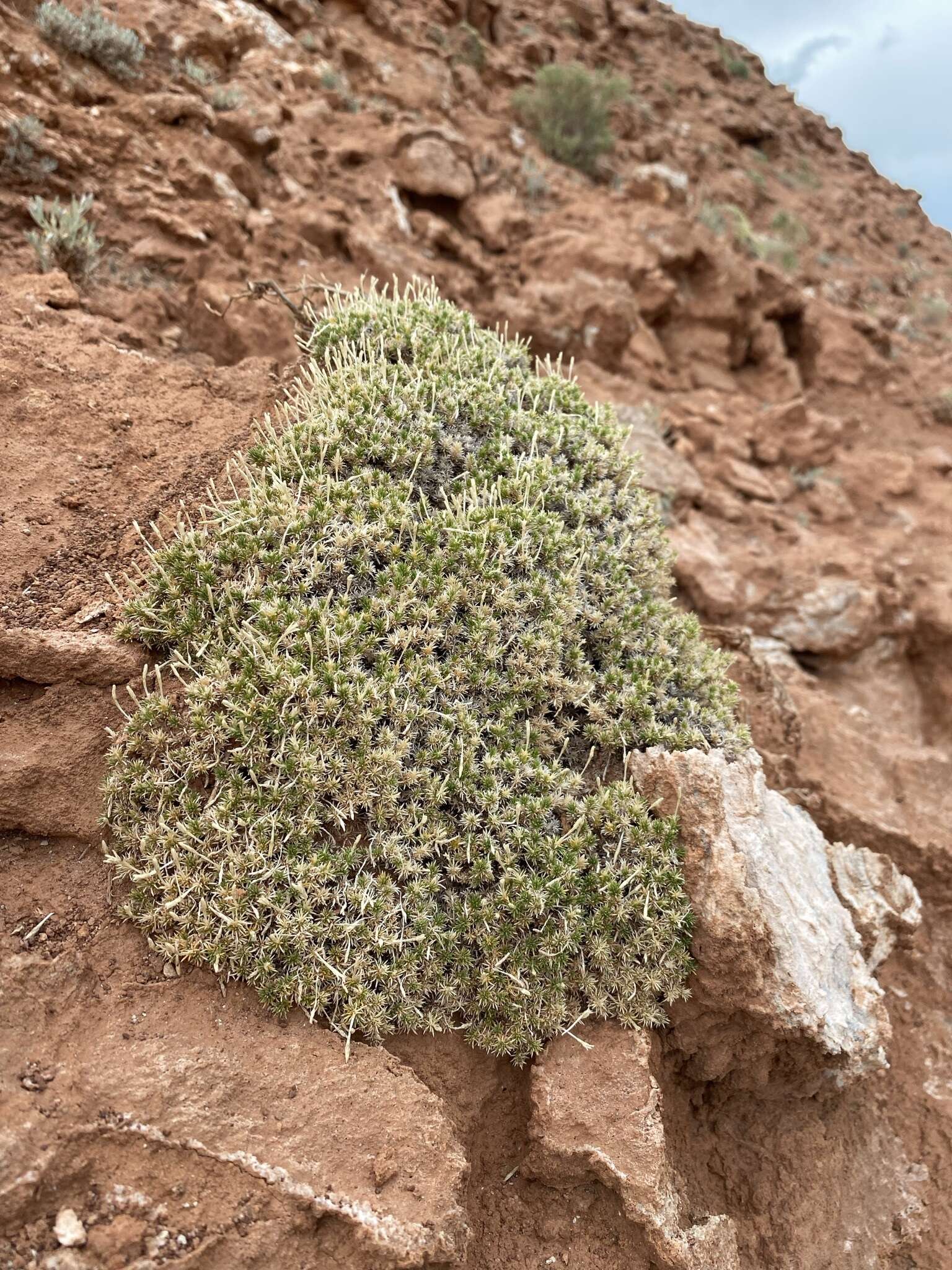 Image of mat prickly phlox