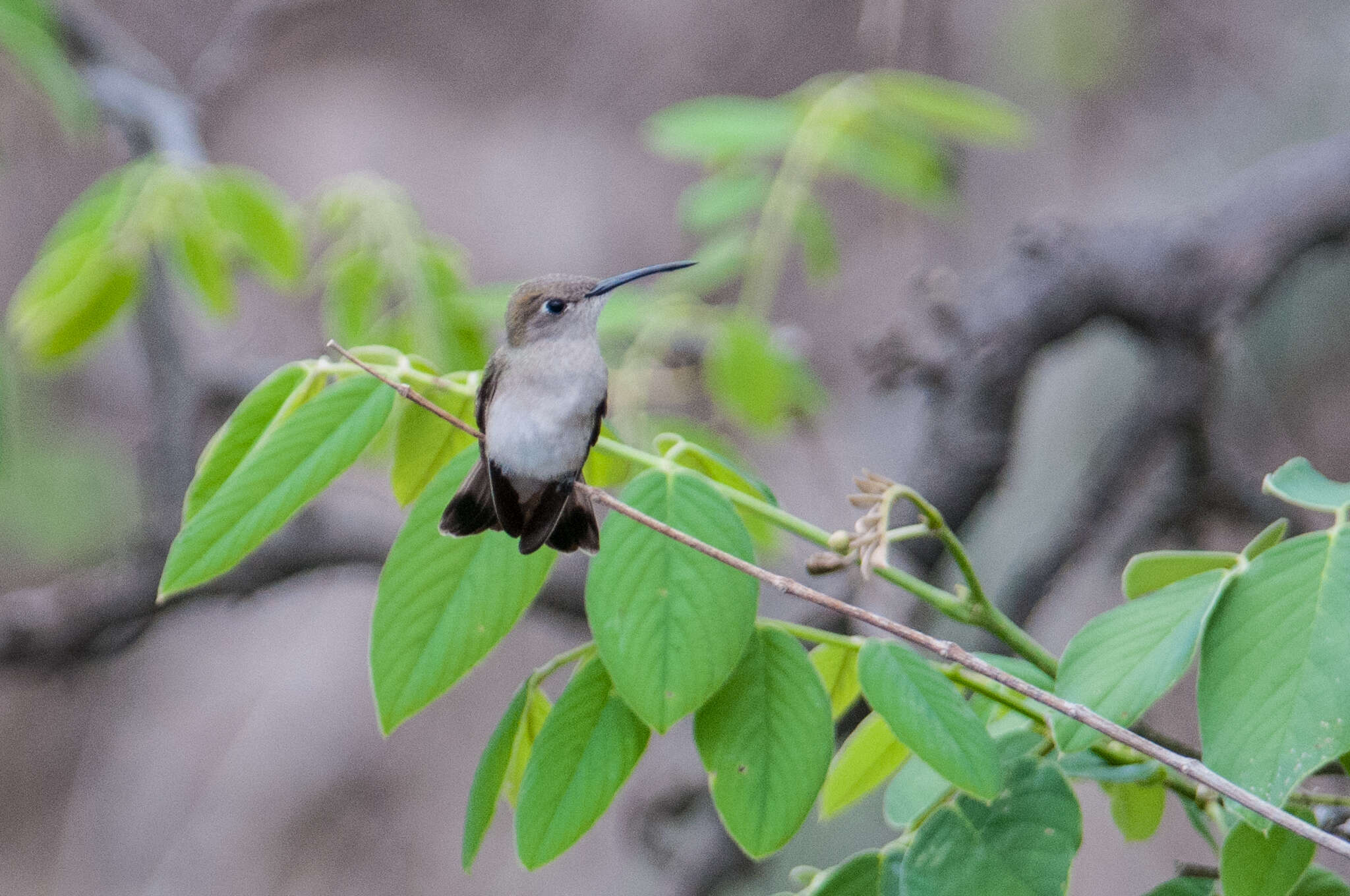 Image of Tumbes Hummingbird