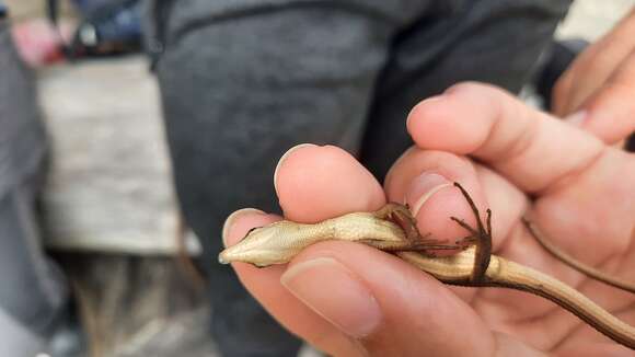 Image of Kuhne’s Grass Lizard