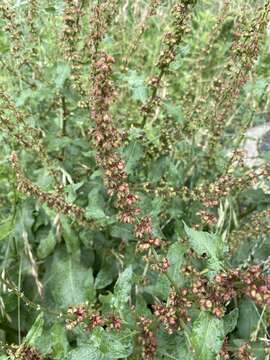 Rumex nepalensis Spreng. resmi