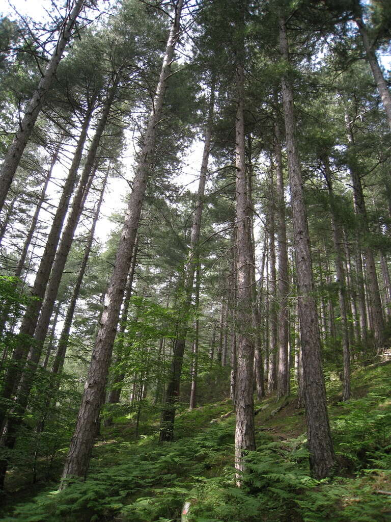 Imagem de Pinus nigra subsp. laricio (Poir.) Maire