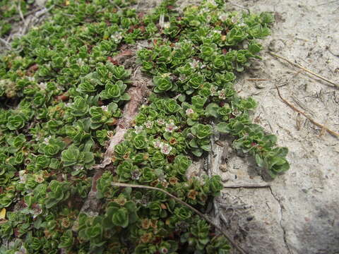 Image of Bergia glomerata L. fil.