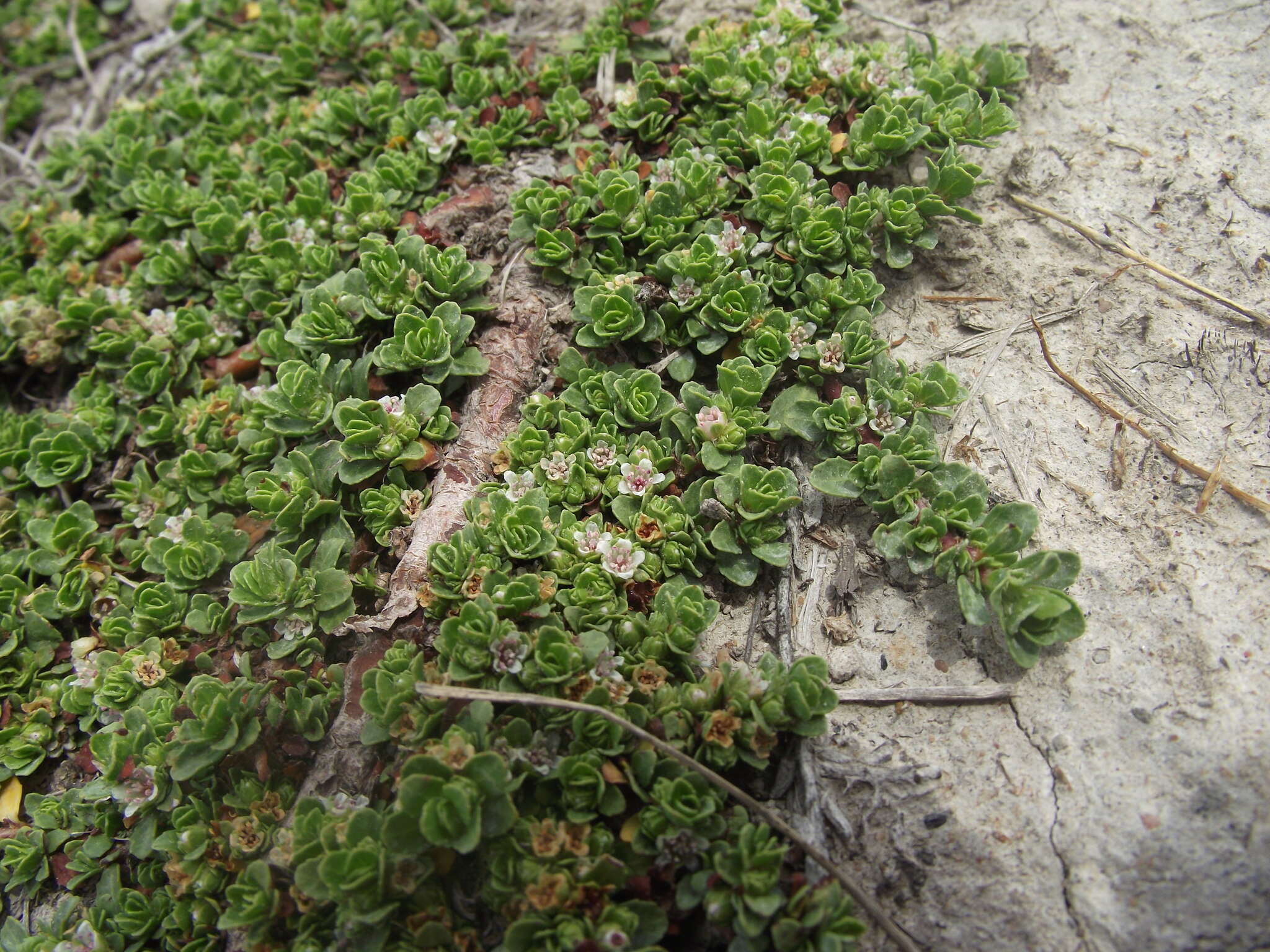 Image of Bergia glomerata L. fil.