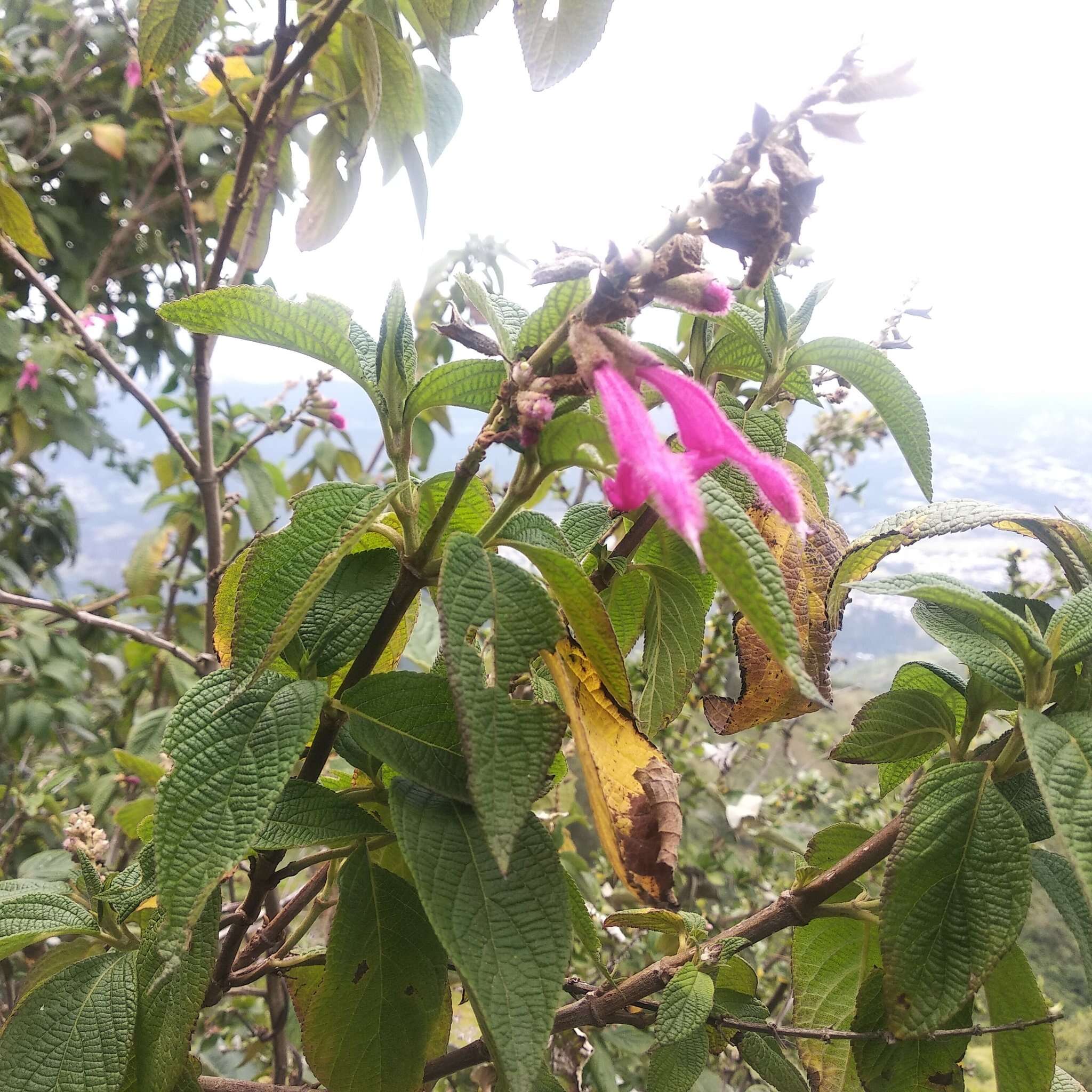 Image of Salvia tortuosa Kunth