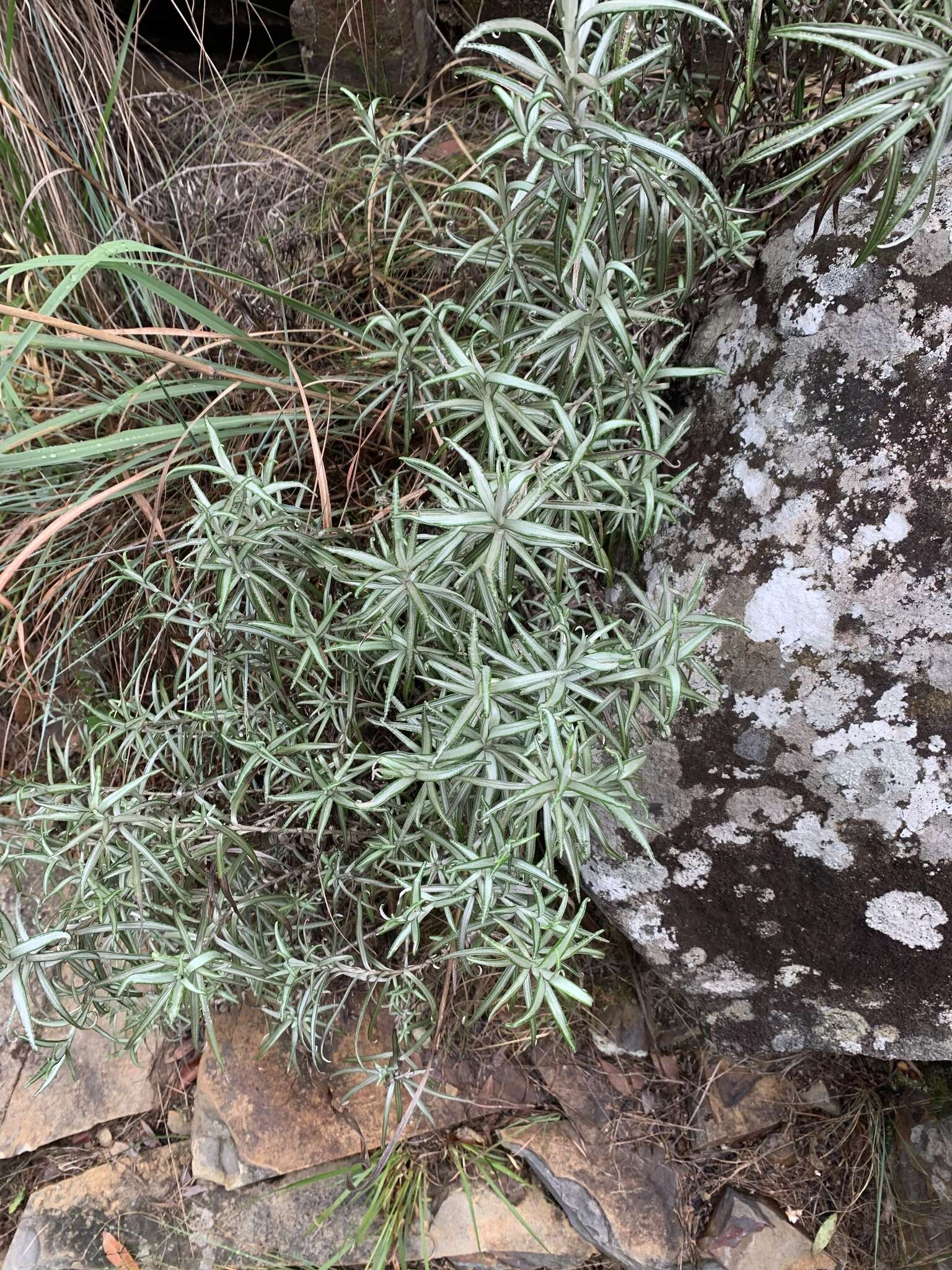 Plancia ëd Helichrysum chrysargyrum Moeser