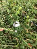 Image of Mentha laxiflora Benth.