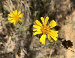 Image of sessileflower false goldenaster