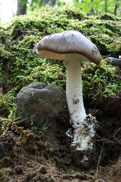 Image of Amanita submaculata Peck 1900