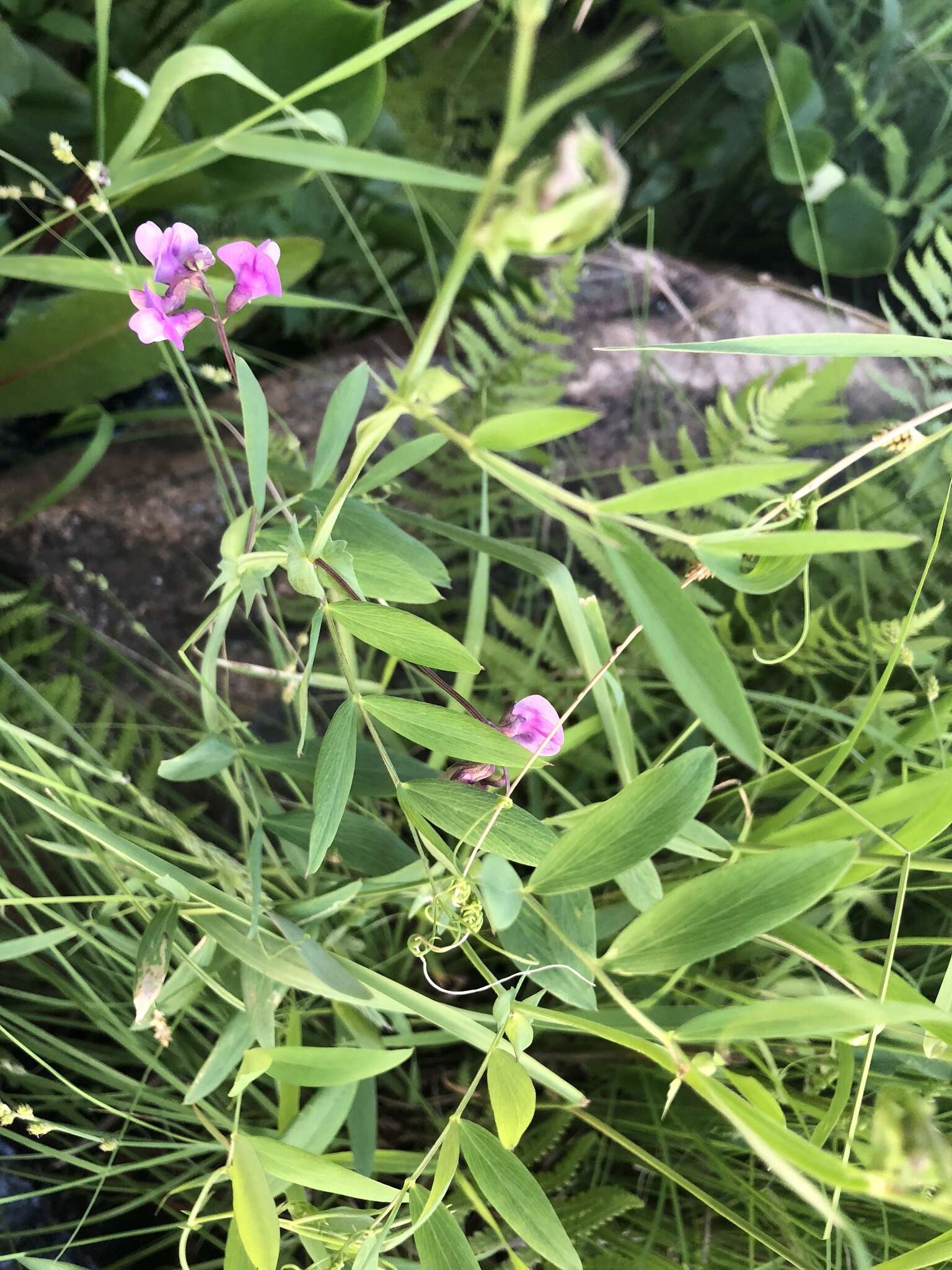 Слика од Lathyrus palustris L.