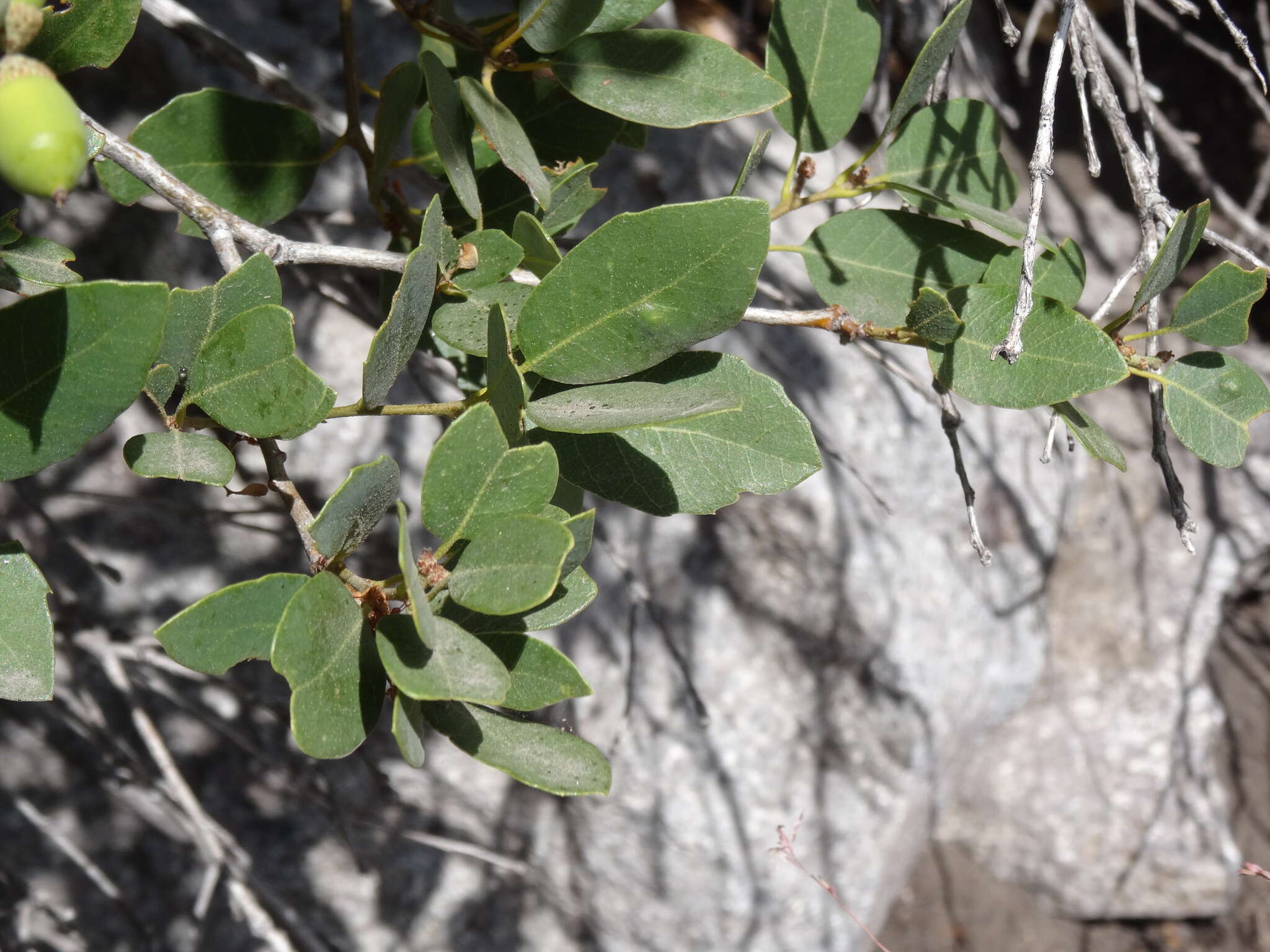 Image of Huckleberry Oak