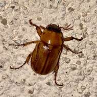 Image of Pasadena masked chafer