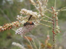 Image of Leptochilus fortunatus Blüthgen 1958