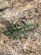 Image of depauperate fleabane