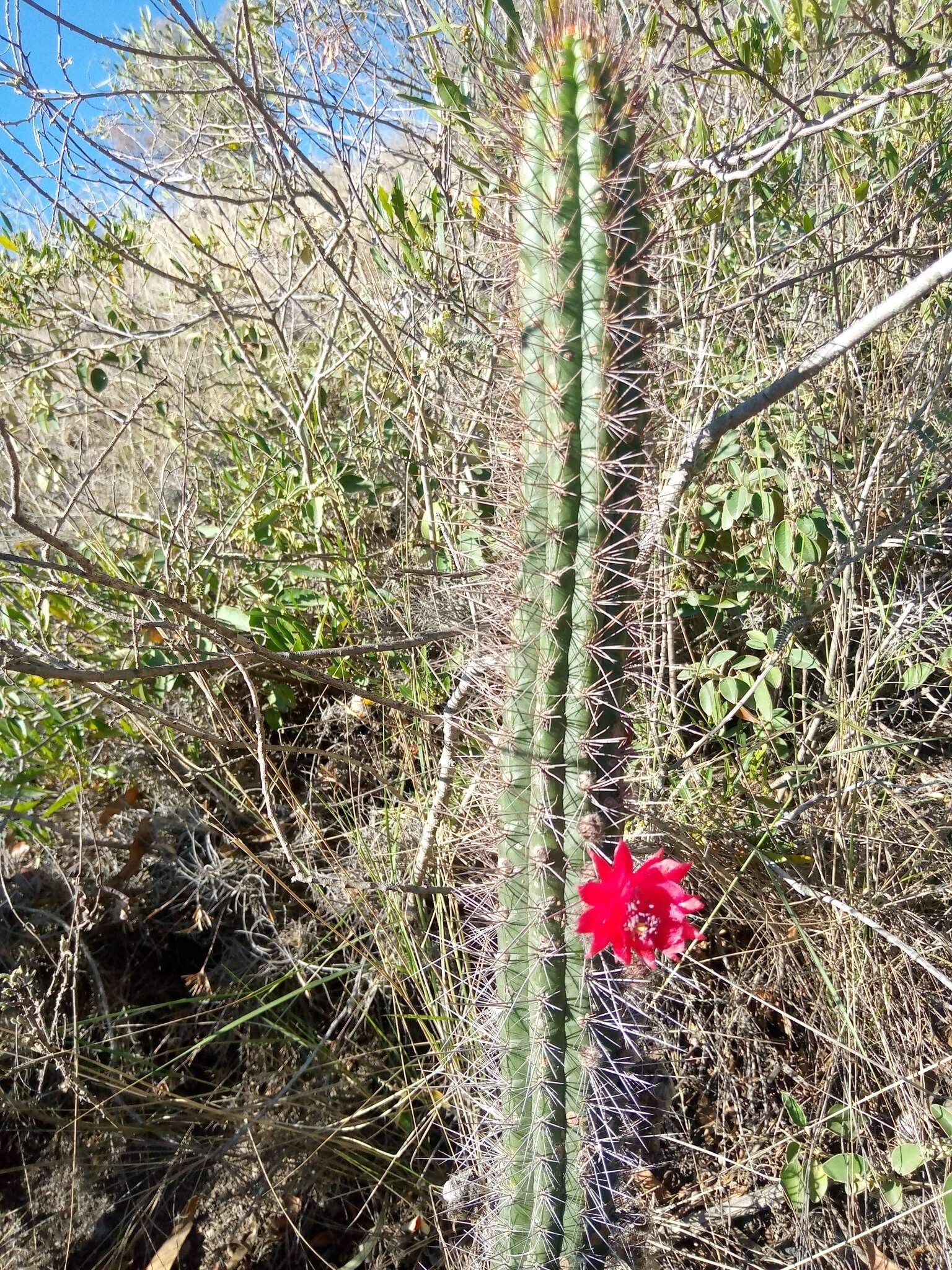 Image of Cleistocactus sepium (Kunth) F. A. C. Weber