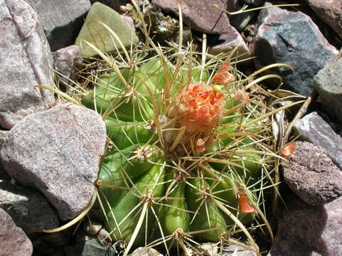 Image of Parodia maassii (Heese) A. Berger