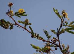 Image of Vachellia hockii (De Wild.) Seigler & Ebinger