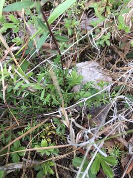 Image of Illinois pinweed