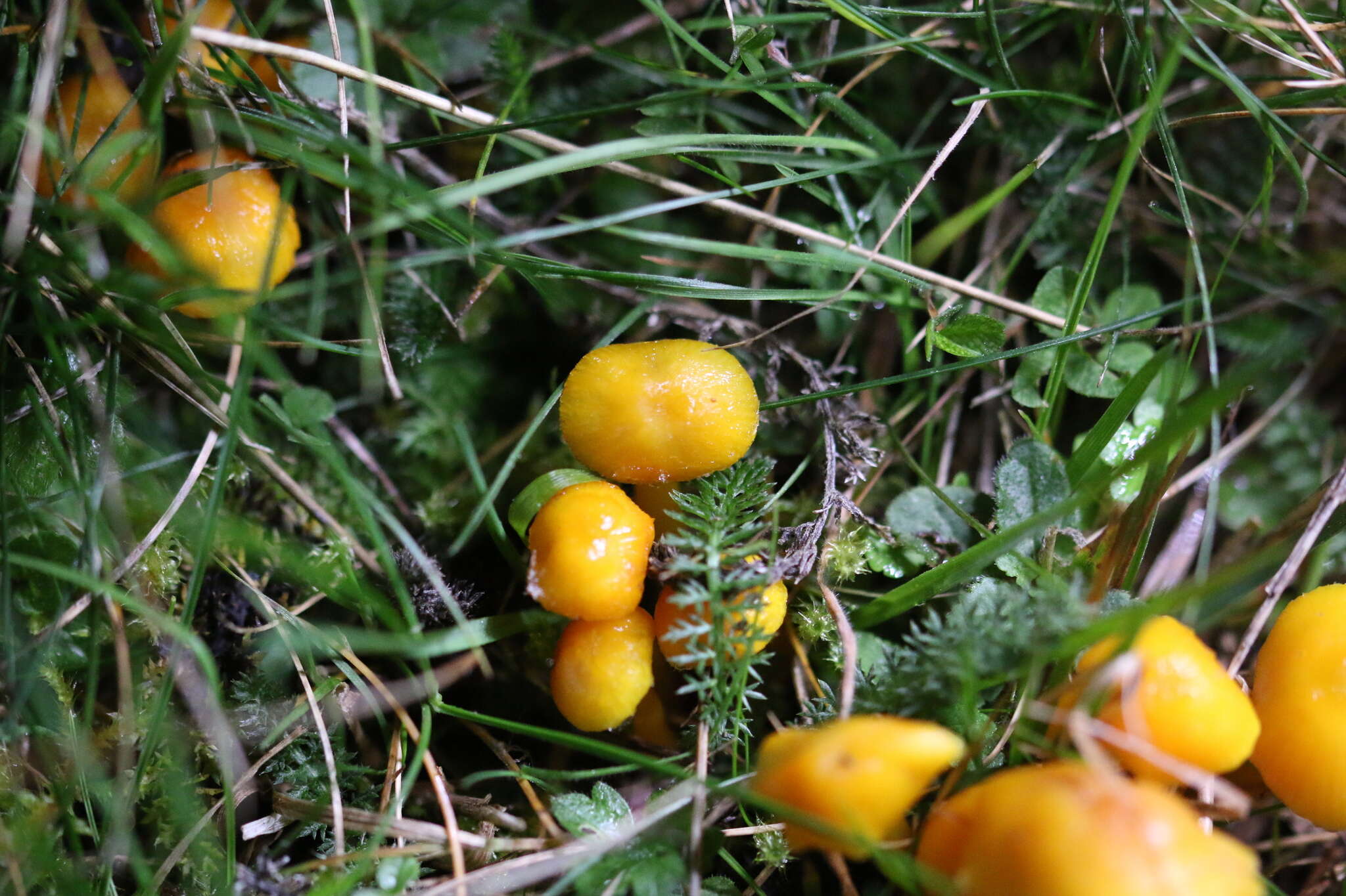 Image of Hygrocybe ceracea (Sowerby) P. Kumm. 1871