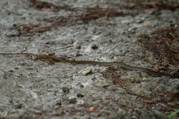 Image of South American Forest Racer