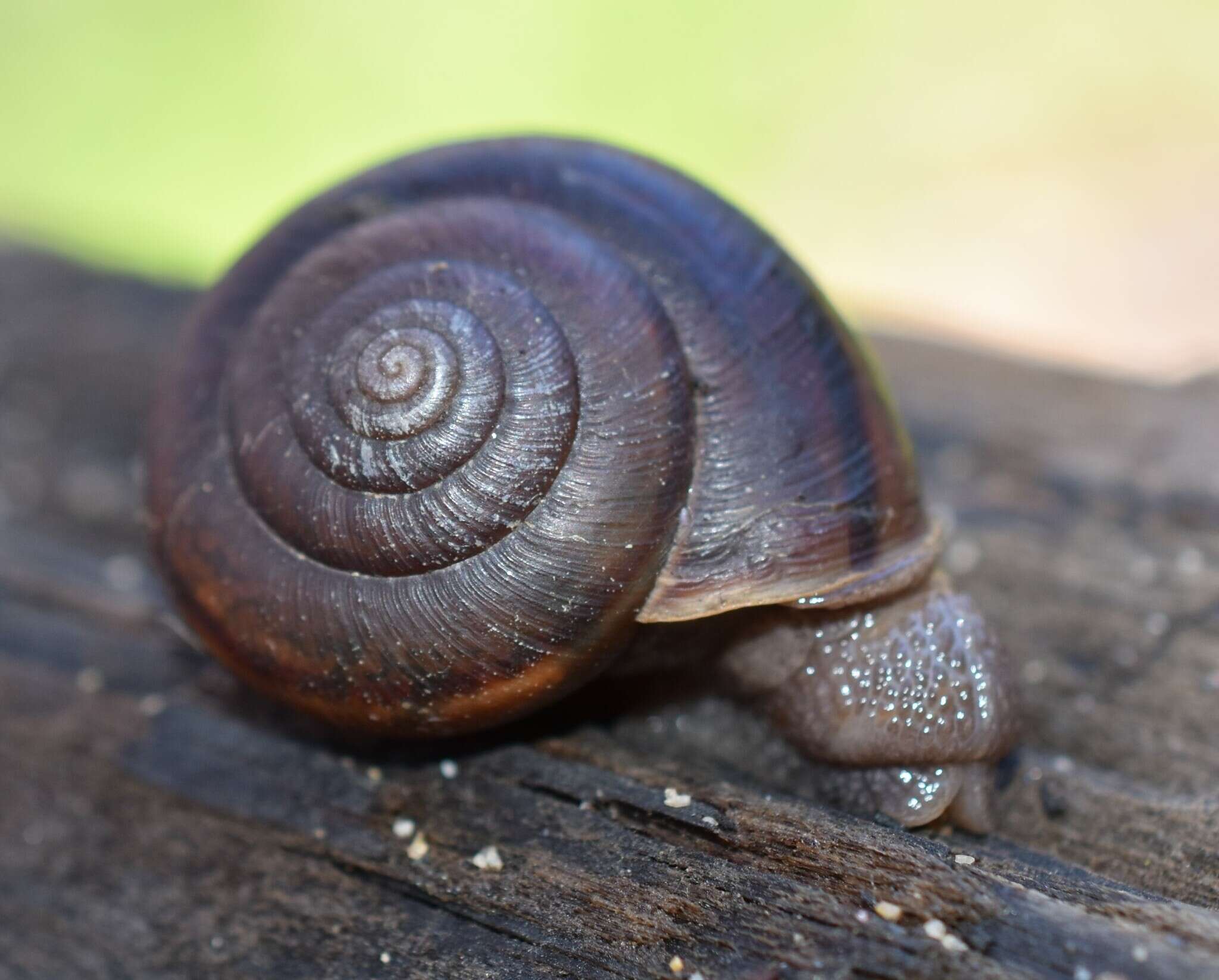 Image of <i>Helminthoglypta umbilicata</i>