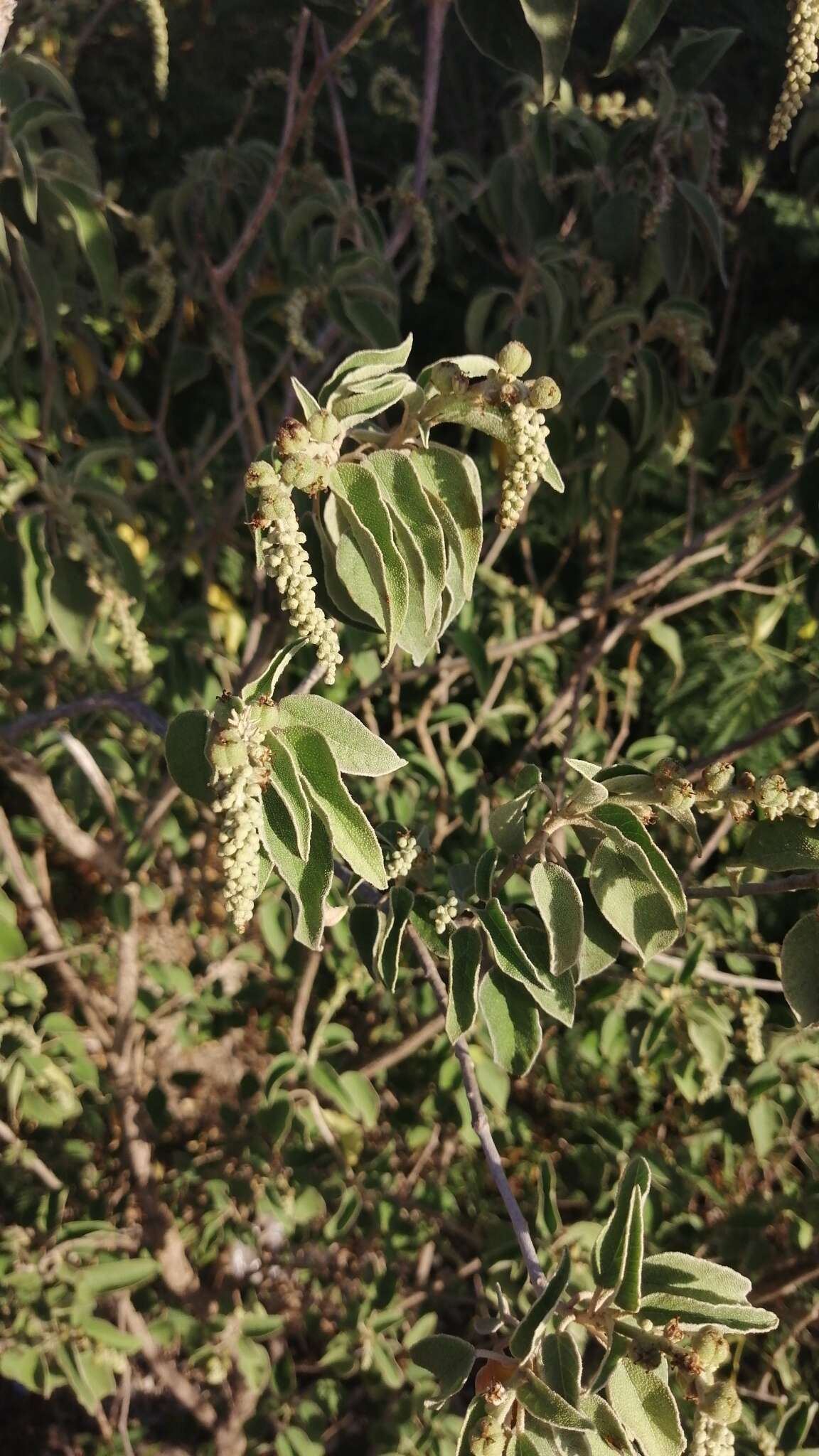 Image de Croton flavens L.