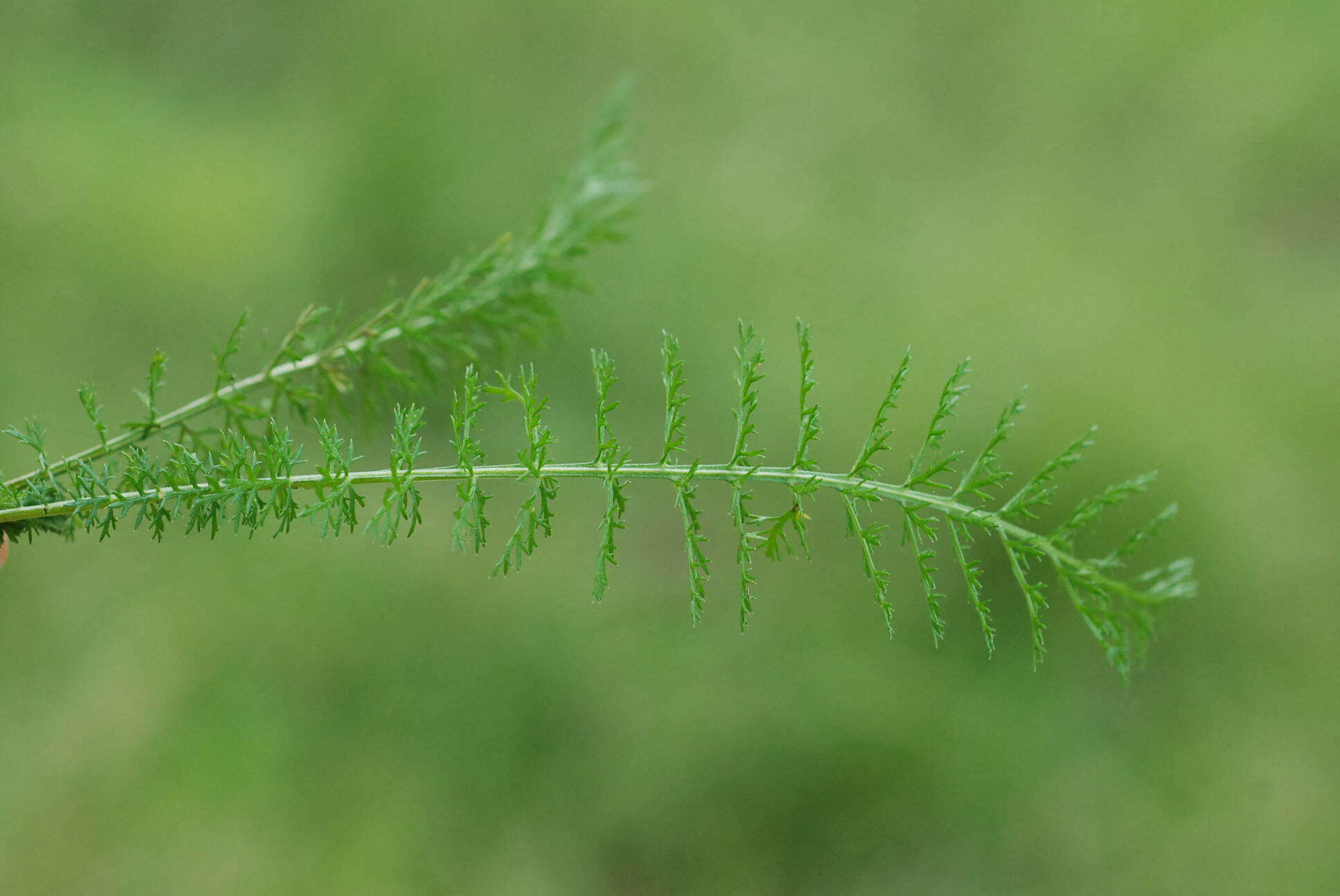 Achillea roseo-alba Ehrend. resmi