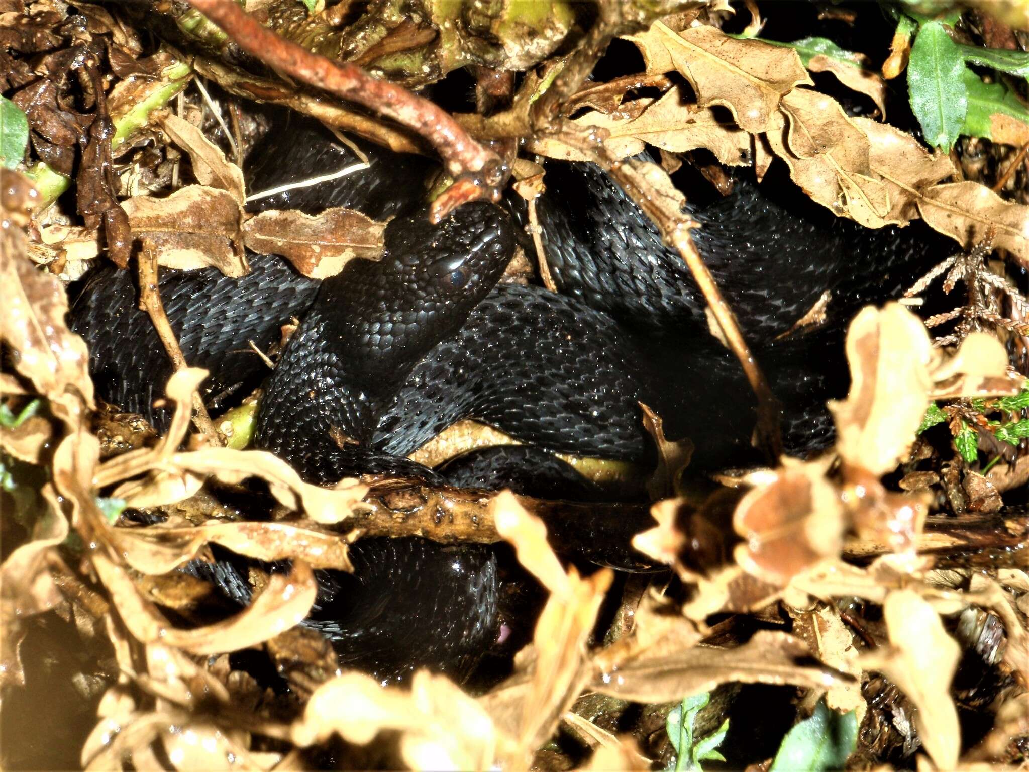 Image of Vipera seoanei seoanei Lataste 1879