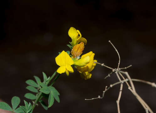 Image of Hosackia repens G. Don