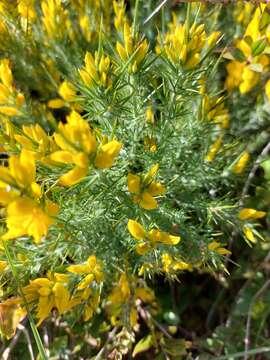 Image of Ulex densus Webb