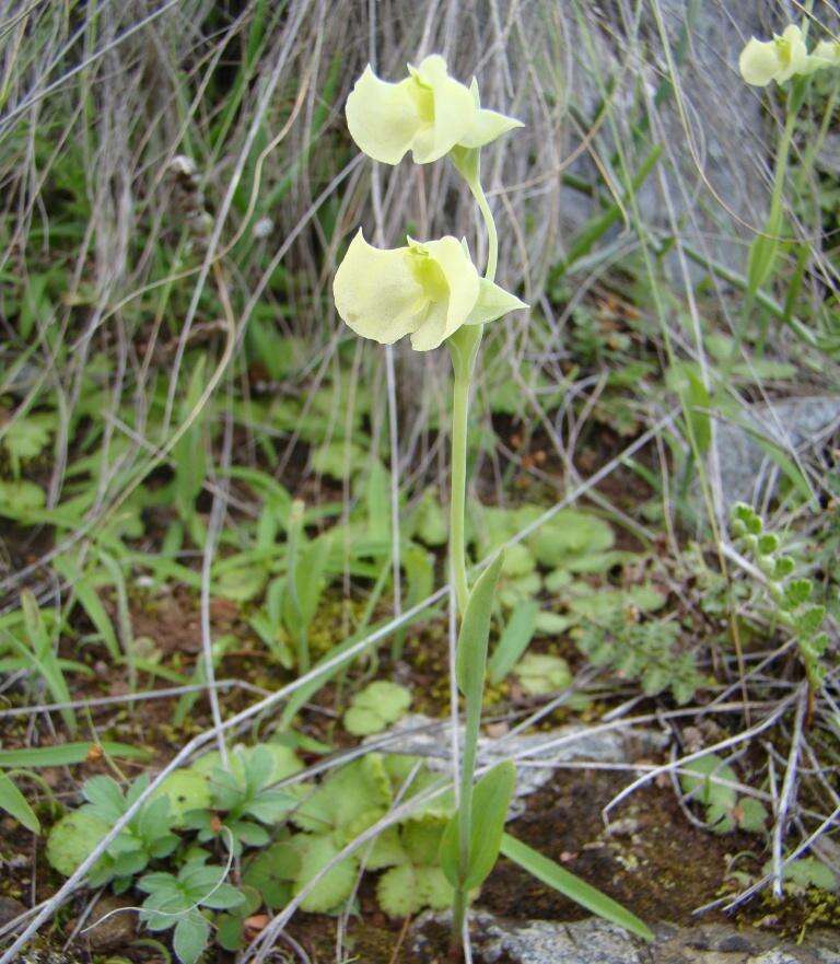 Image de Pterygodium platypetalum Lindl.