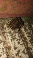 Image of American Ground Frog