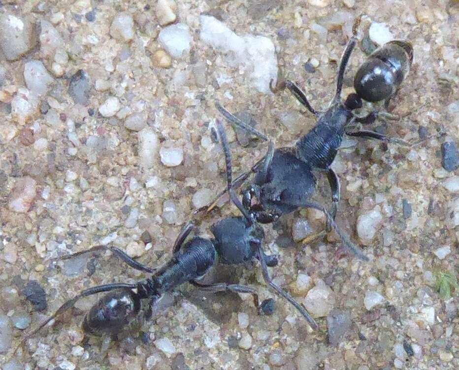 Image of <i>Odontoponera denticulata</i> (Smith)