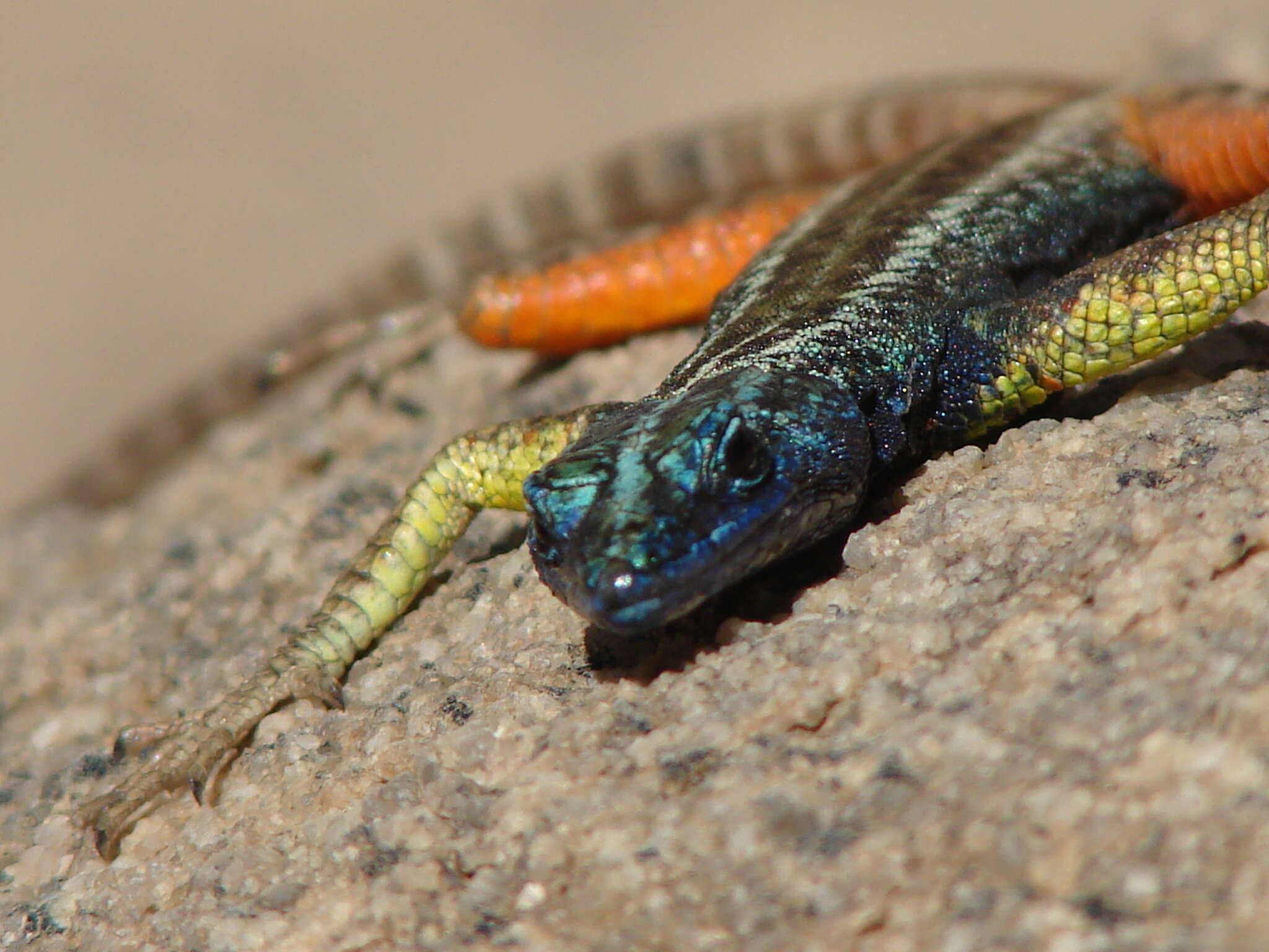 Image de Platysaurus broadleyi Branch & Whiting 1997