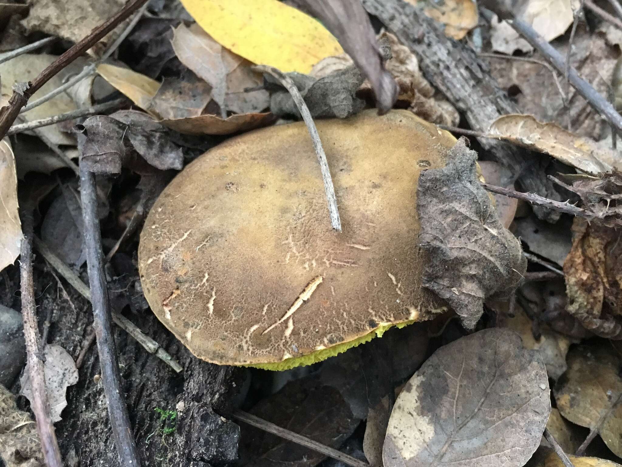 Image of Boletus subtomentosus L. 1753