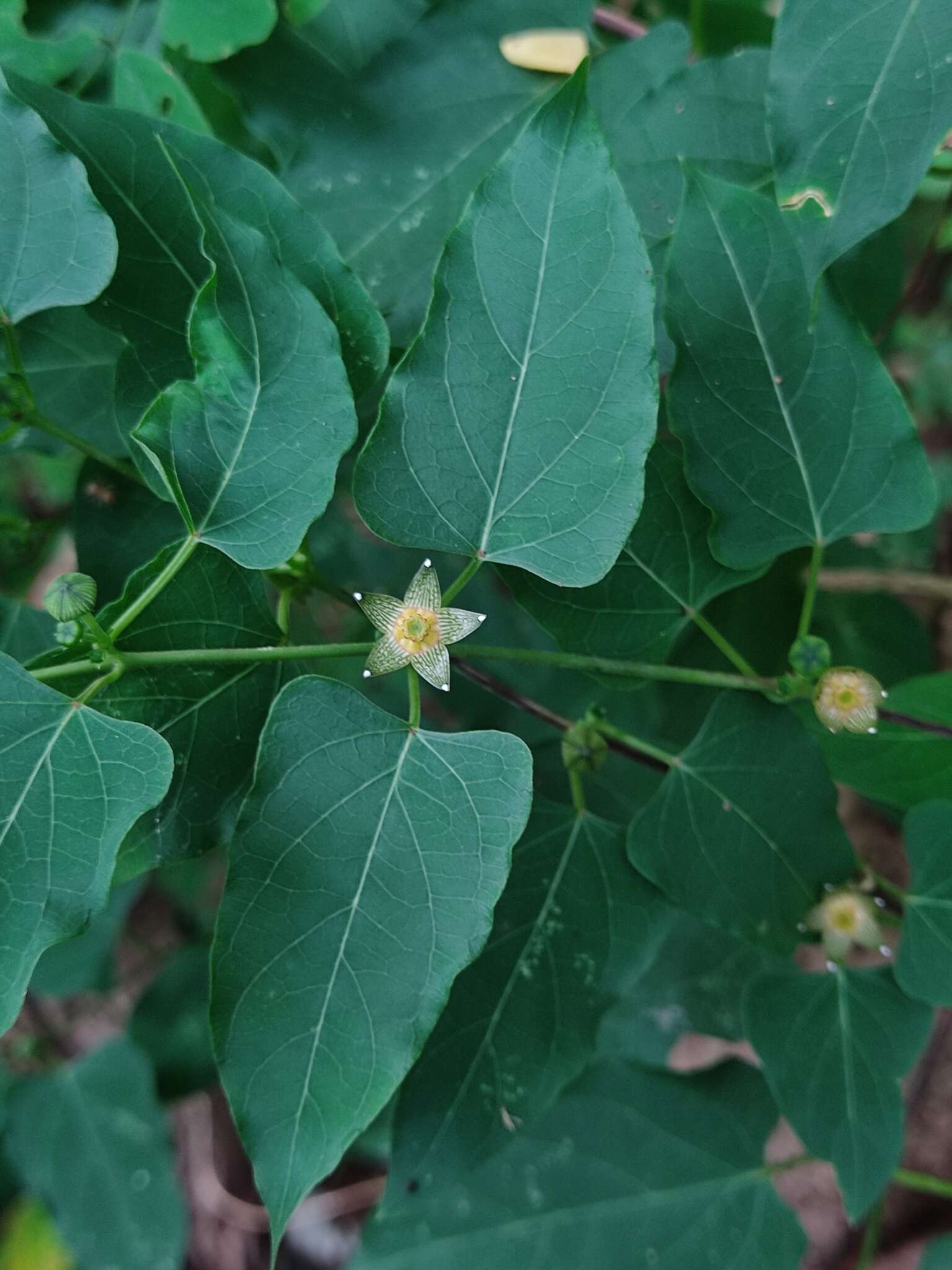 Sivun Matelea ocellata W. D. Stevens kuva